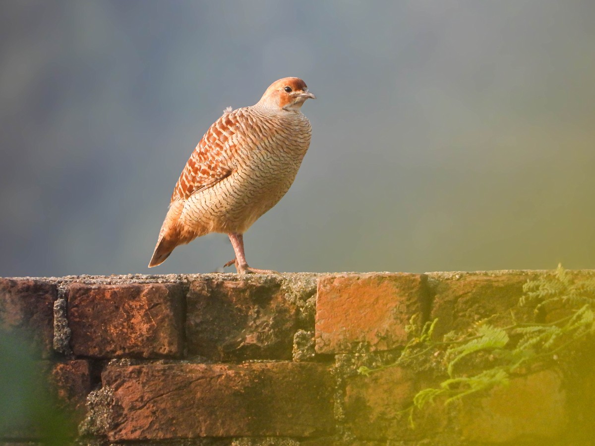 Wachtelfrankolin - ML647876570