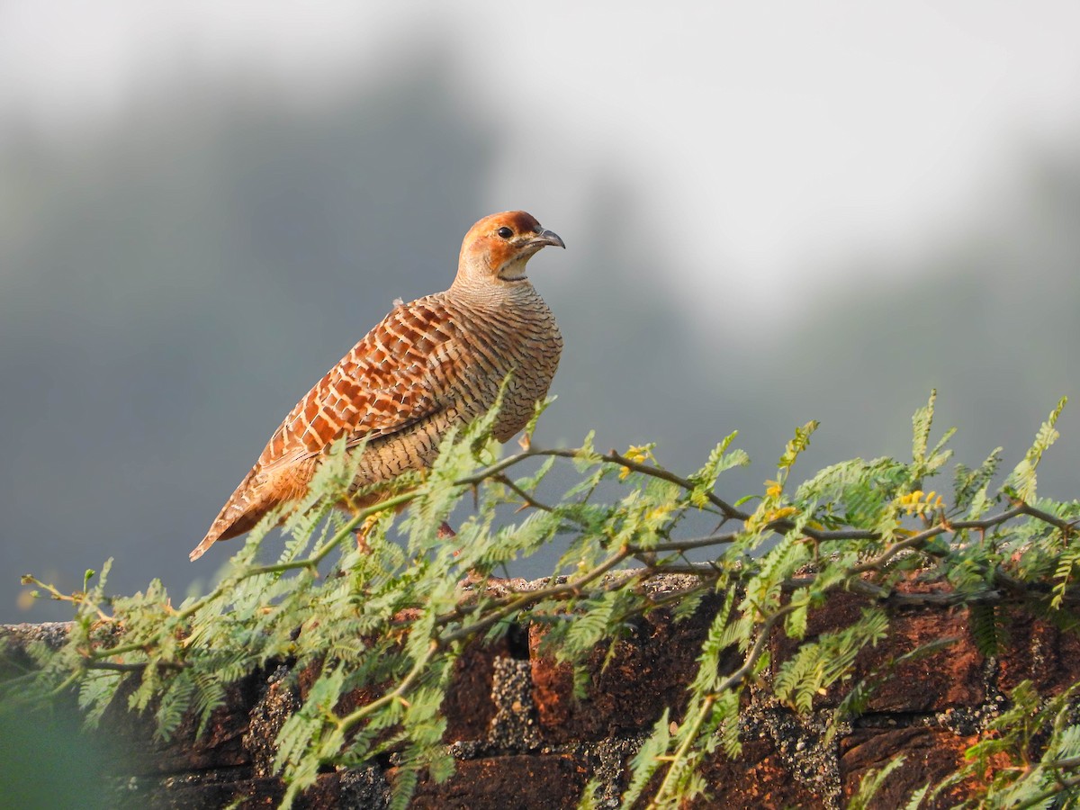 Wachtelfrankolin - ML647876571