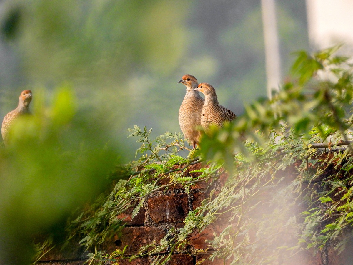 Wachtelfrankolin - ML647876572