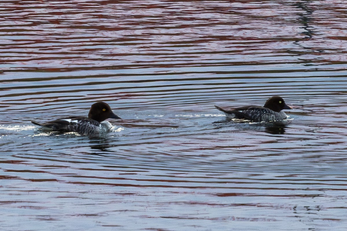 Schellente - ML647876573