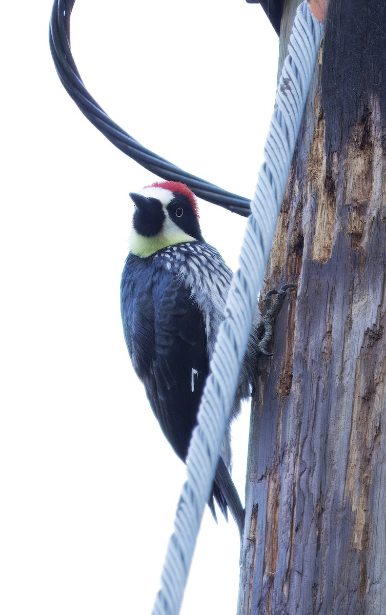 Eichelspecht - ML647876574