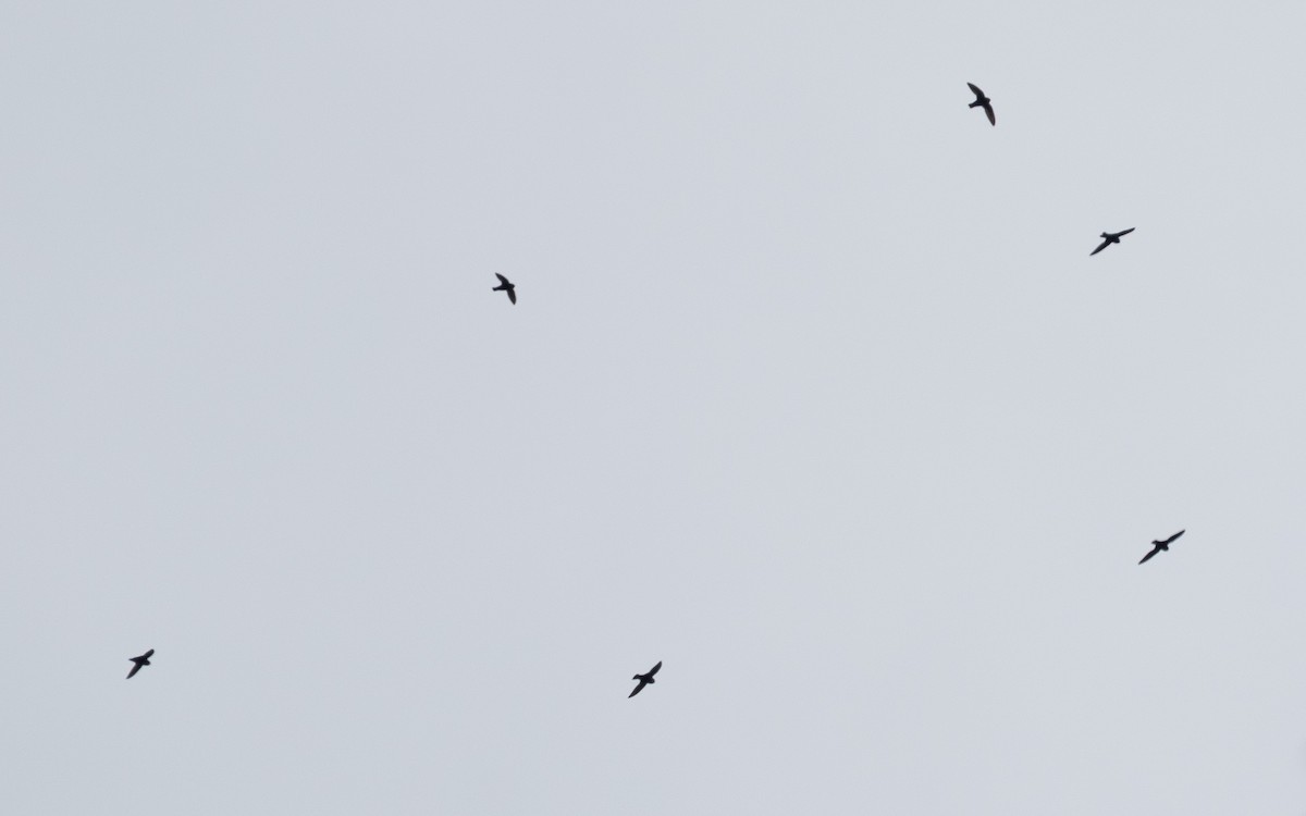 Rothalssegler - ML647876575