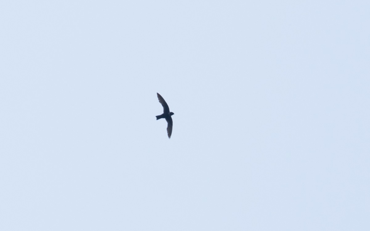 Halsbandsegler - ML647876582