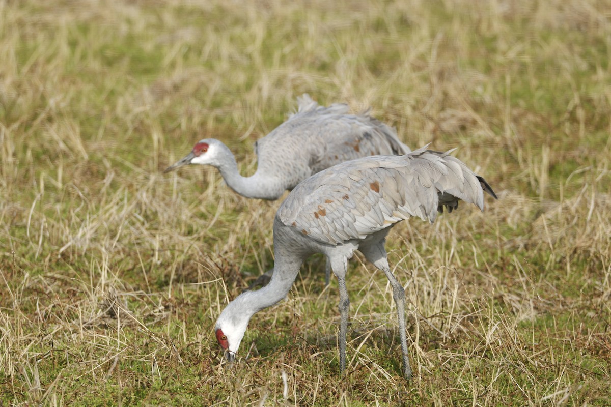 Sandhill Crane - ML647876584