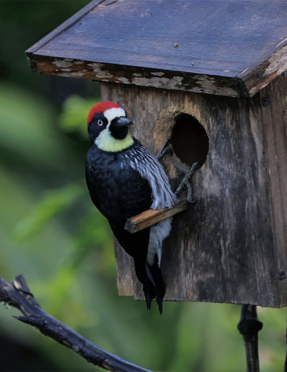 Palamut Ağaçkakanı - ML647876589