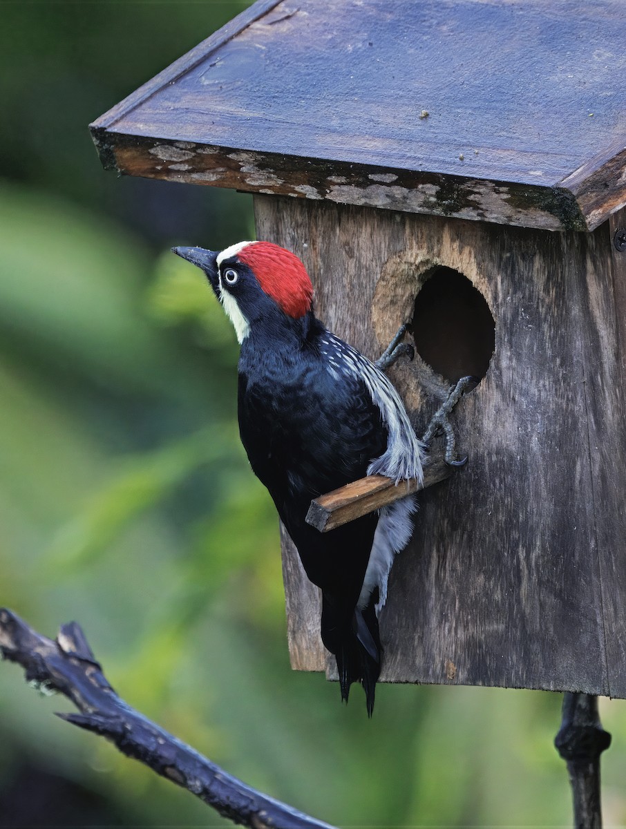 Palamut Ağaçkakanı - ML647876590