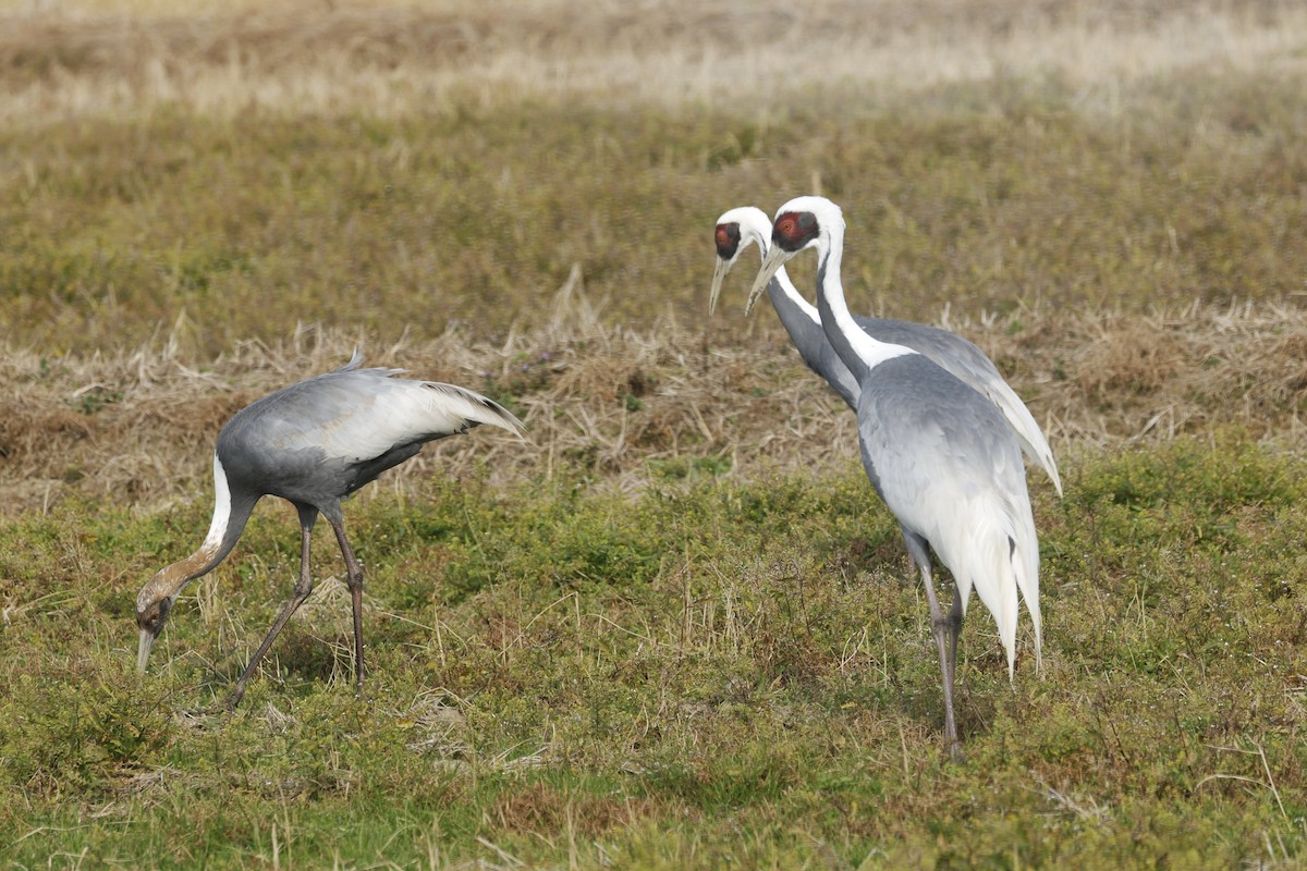 White-naped Crane - ML647876594