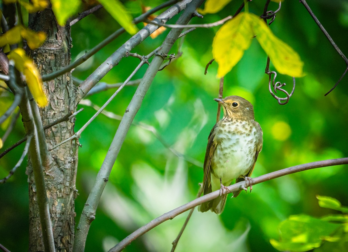 Bülbül Ardıcı - ML647876596