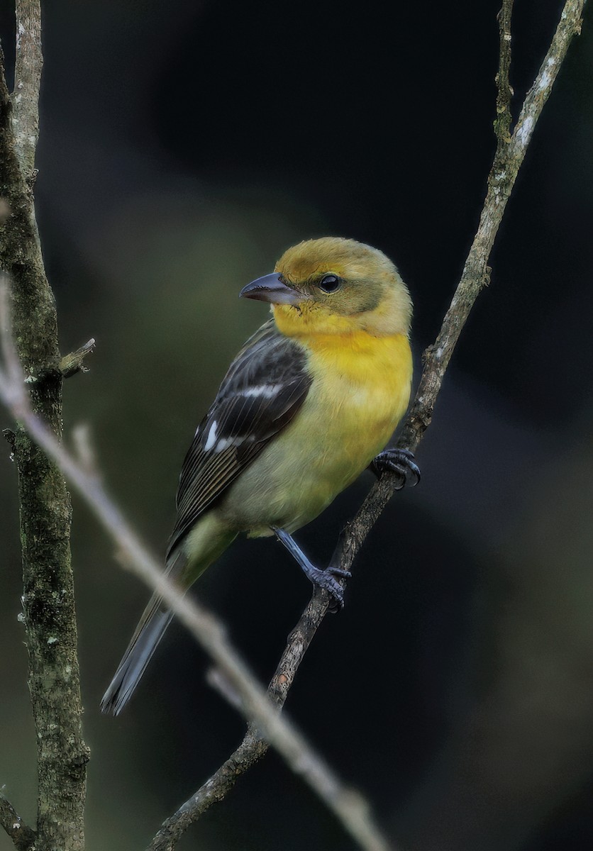 Alevli Piranga - ML647876599