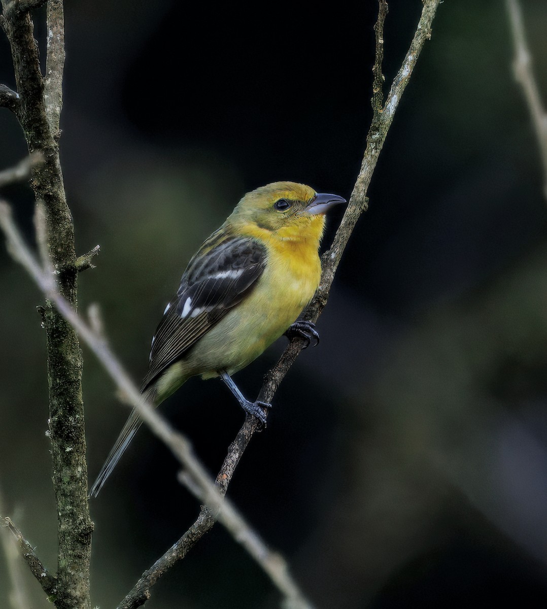 Alevli Piranga - ML647876600