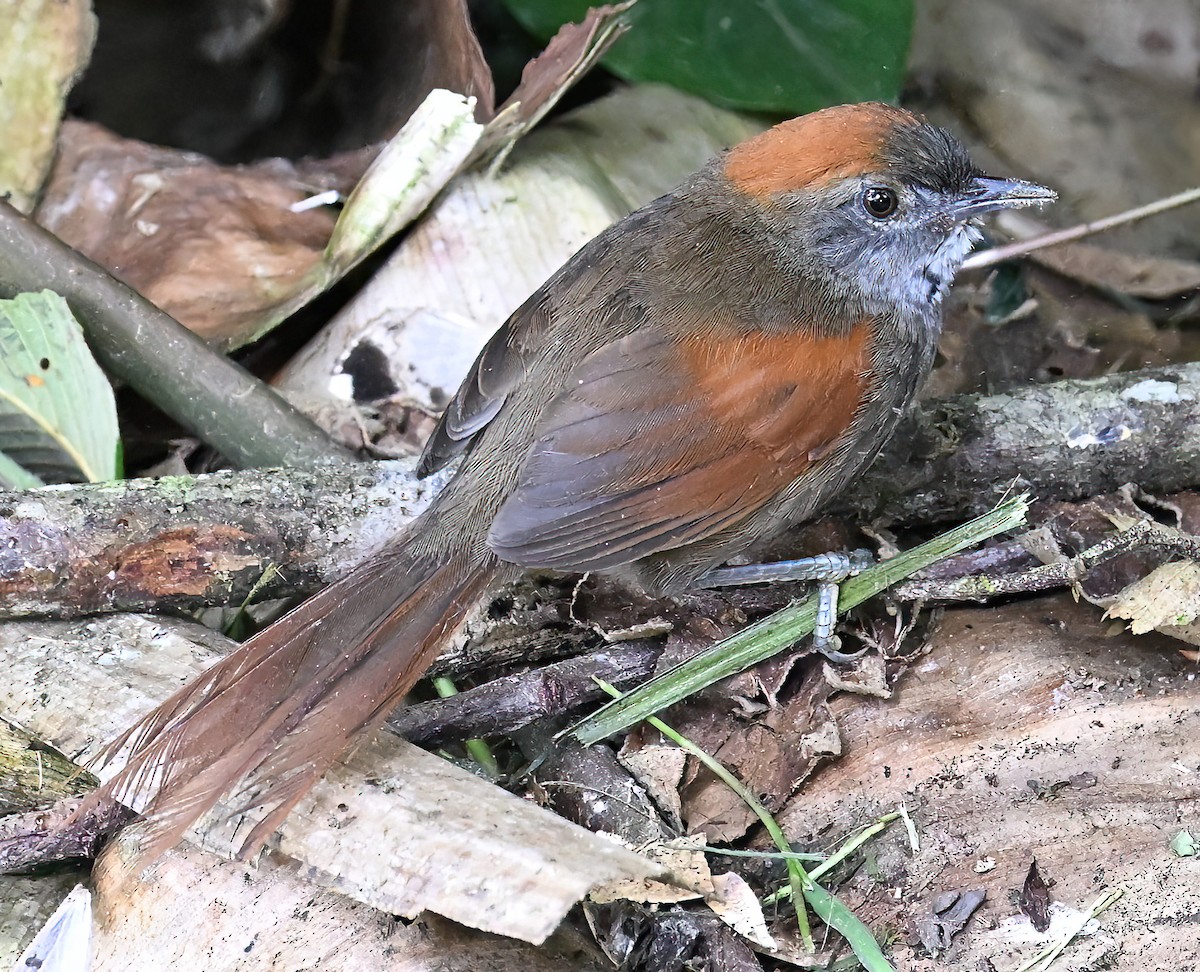 Azara Dikenkuyruğu - ML647876603