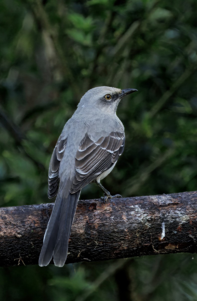 Tropikal Taklitçi - ML647876605