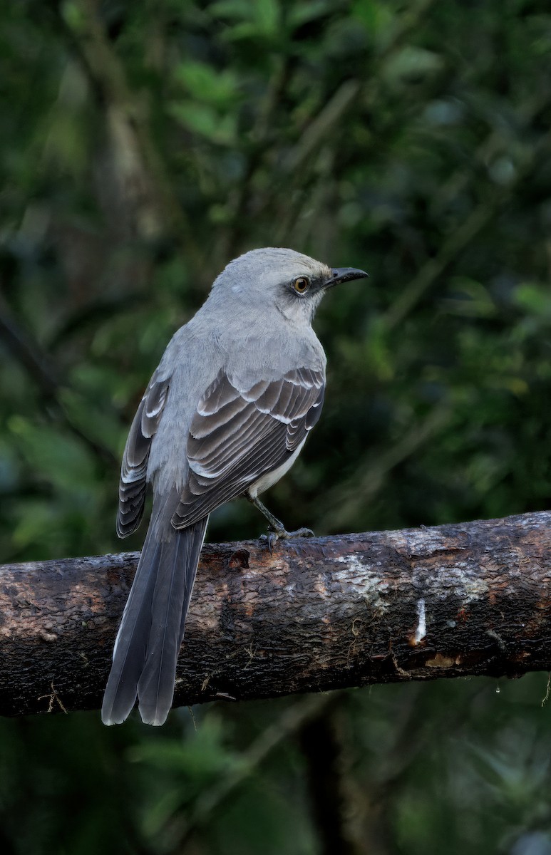 Tropikal Taklitçi - ML647876606