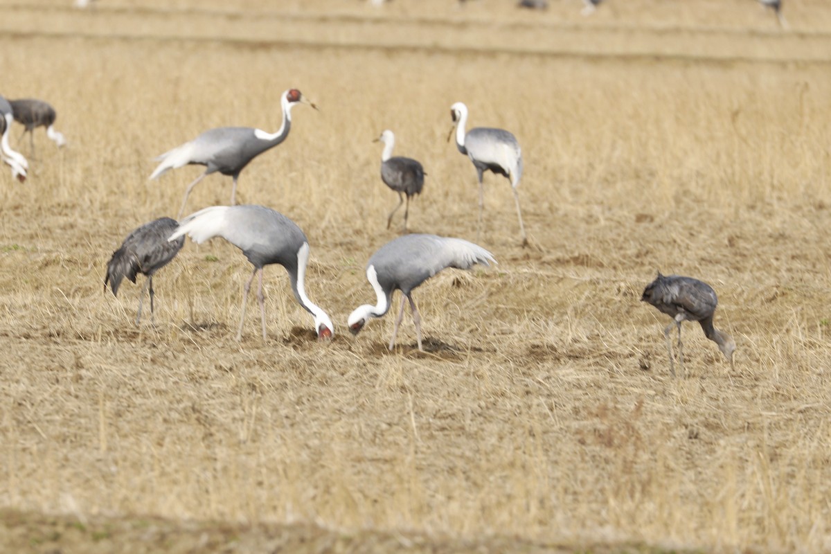 White-naped Crane - ML647876607