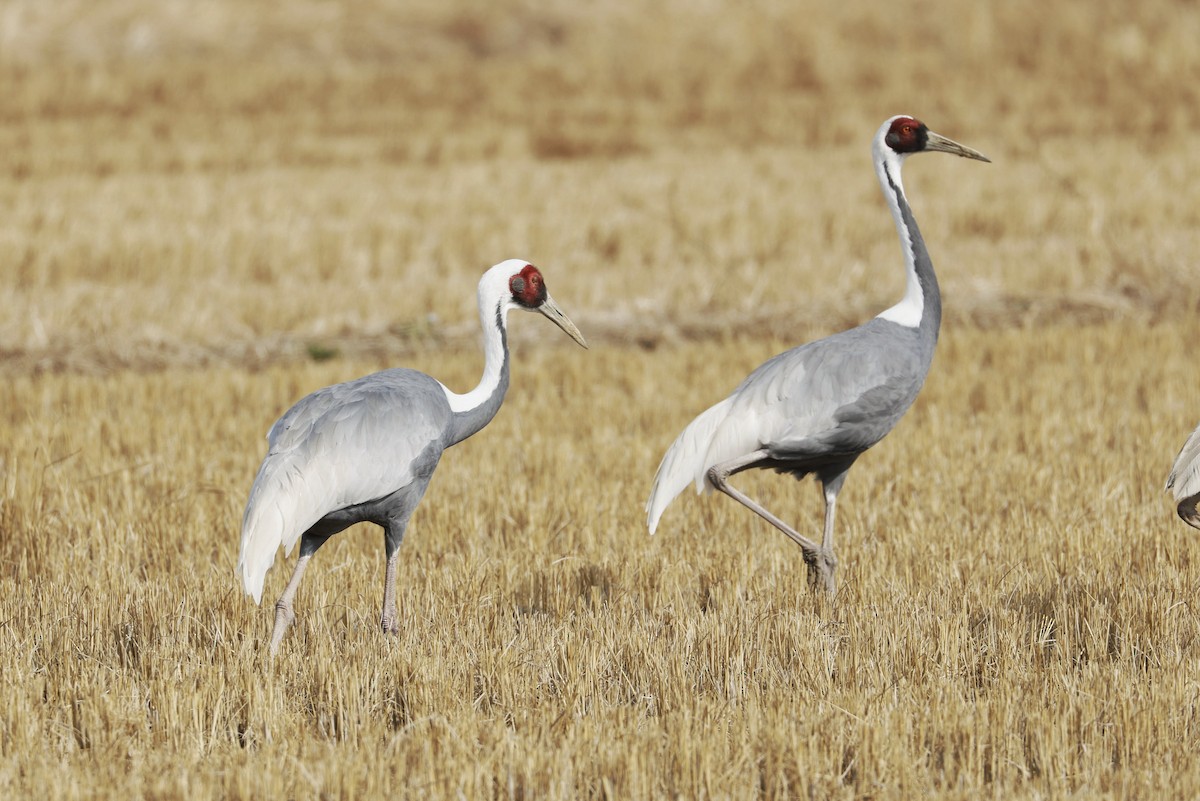 White-naped Crane - ML647876608