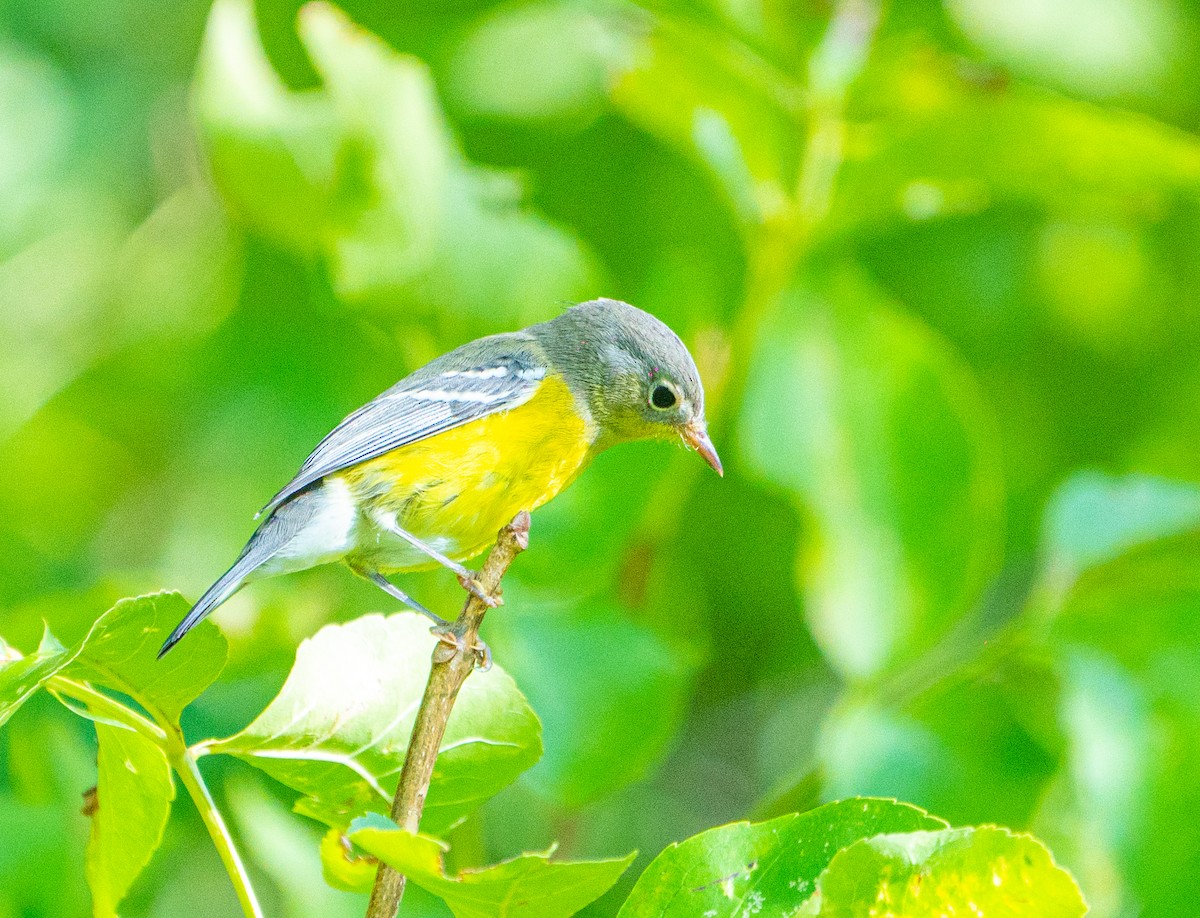 Manolya Ötleğeni - ML647876609