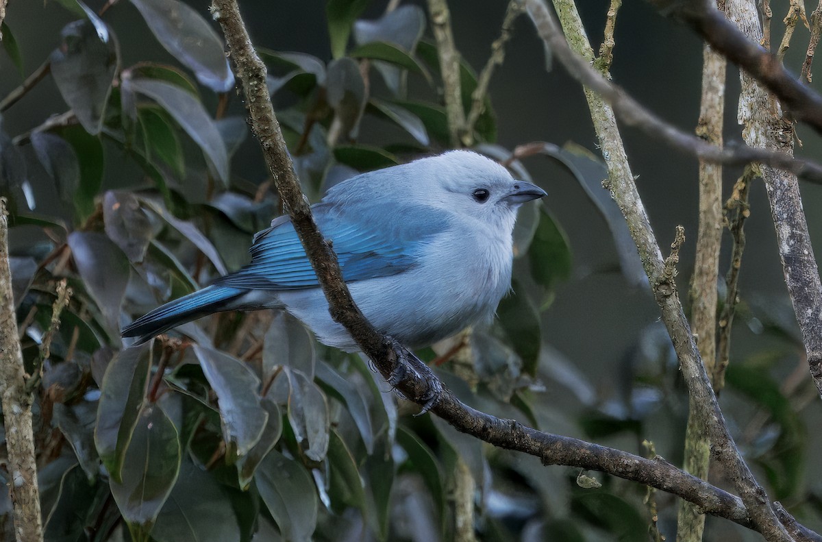 Gökçe Tangara - ML647876614