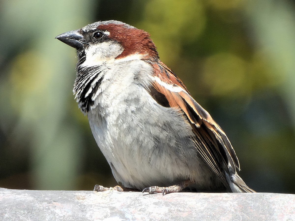 Serçe [domesticus grubu] - ML647876616