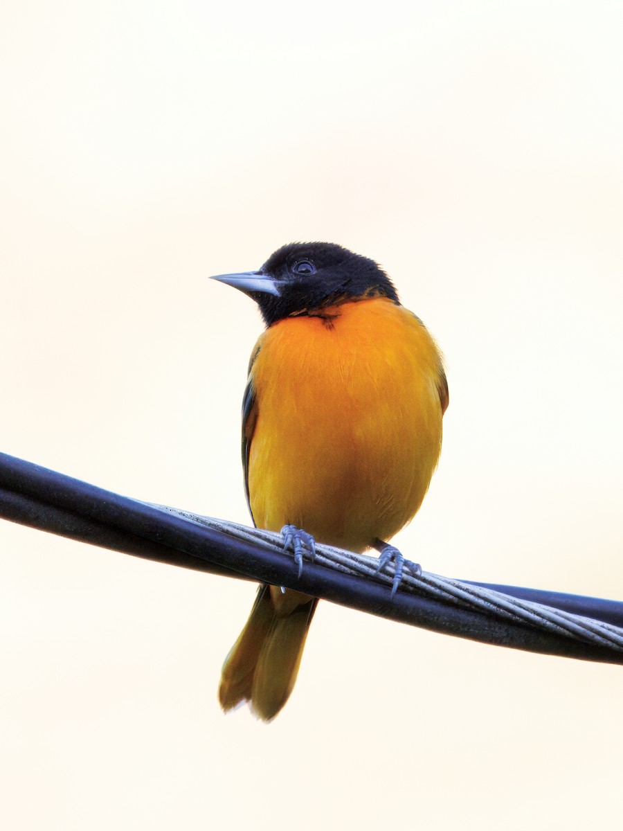 Baltimor Turpiyalı - ML647876618