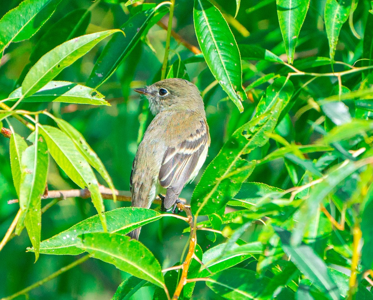 Küçük Boreal Sinekkapan - ML647876619