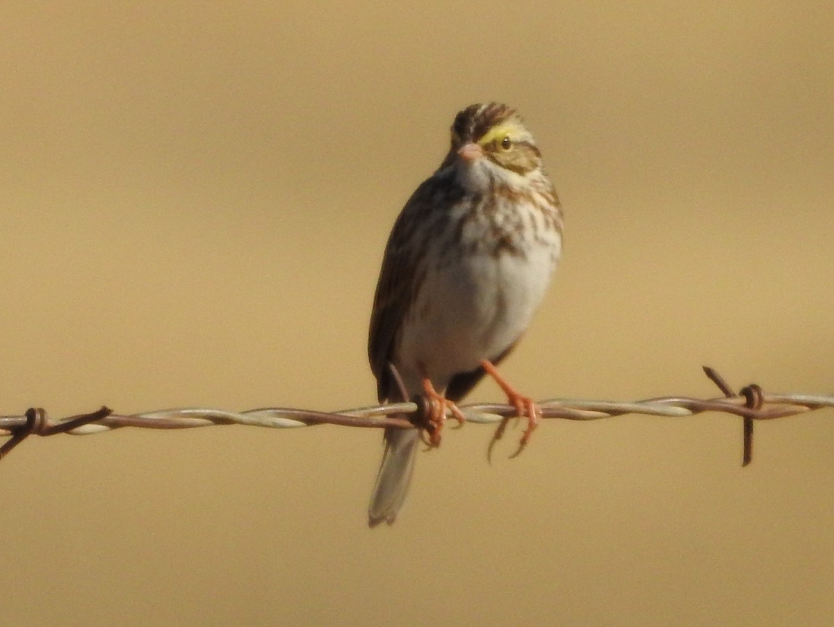 Savannah Serçesi - ML647876621