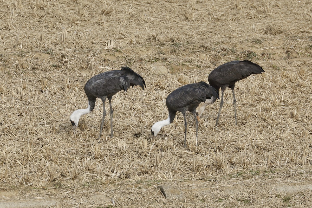 Hooded Crane - ML647876622