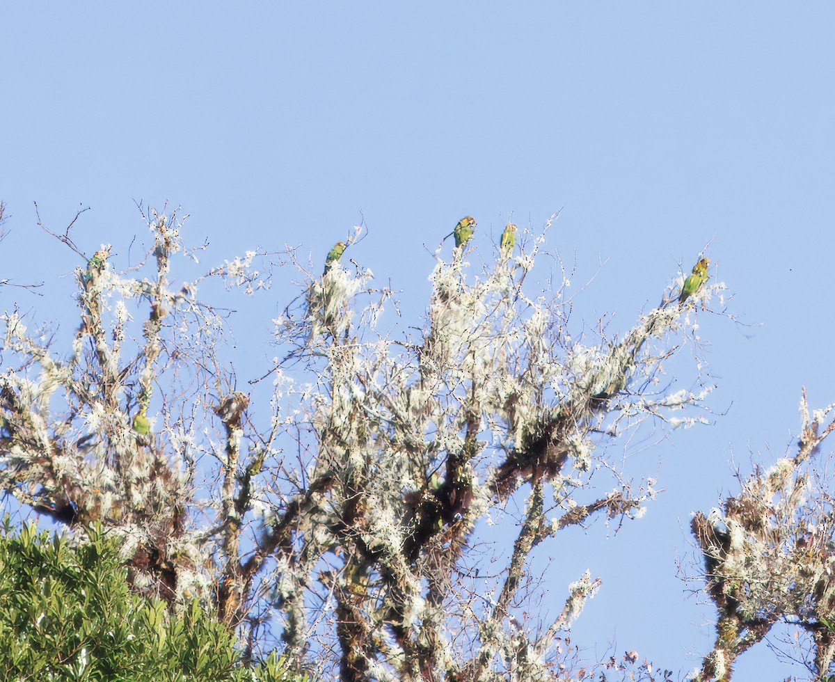 Hoffmann Papağanı - ML647876623