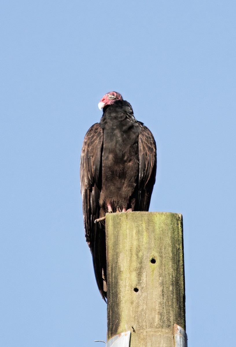 Hindi Akbabası - ML647876625