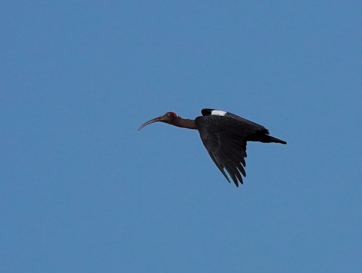 Kara Aynak - ML647876633