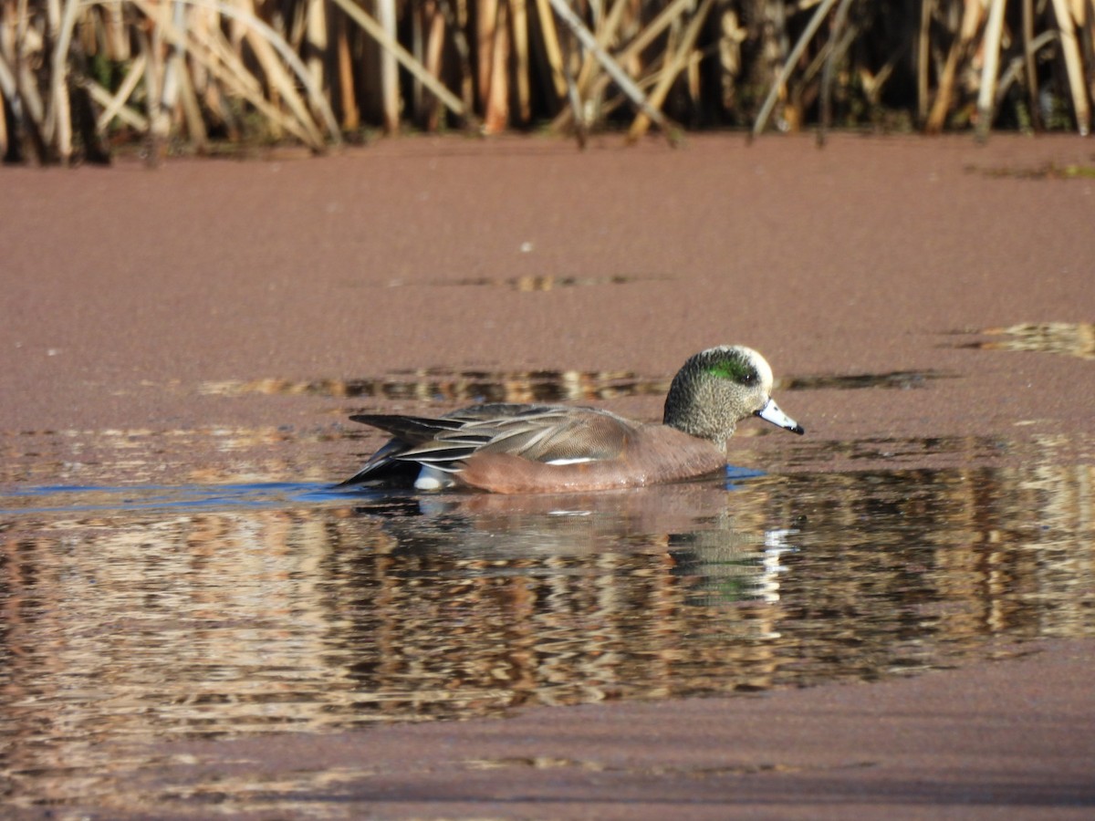 Amerika Fiyusu - ML647876636