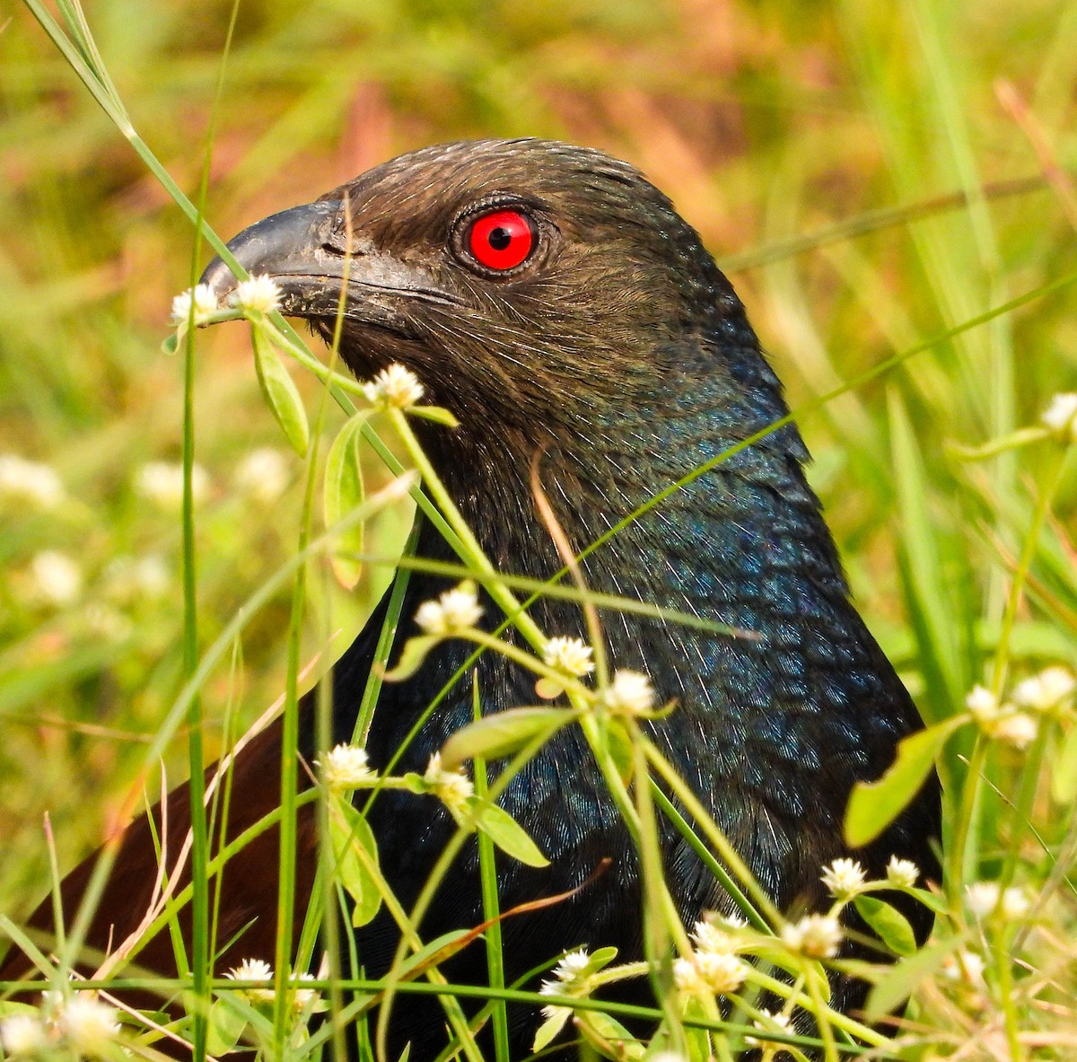 Büyük Kukal - ML647876640