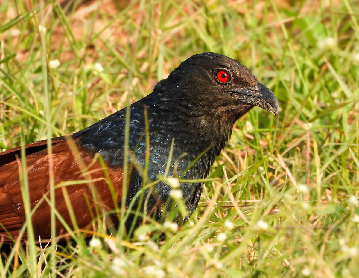 Büyük Kukal - ML647876641