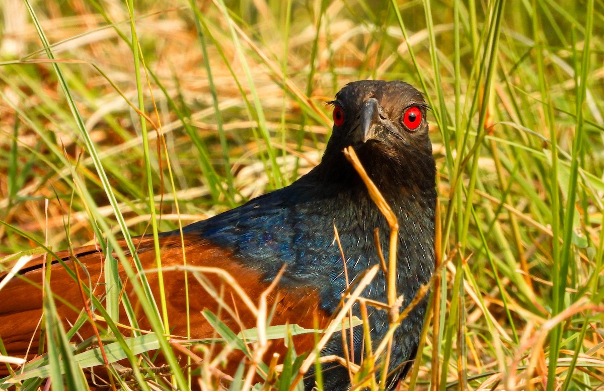 Büyük Kukal - ML647876642