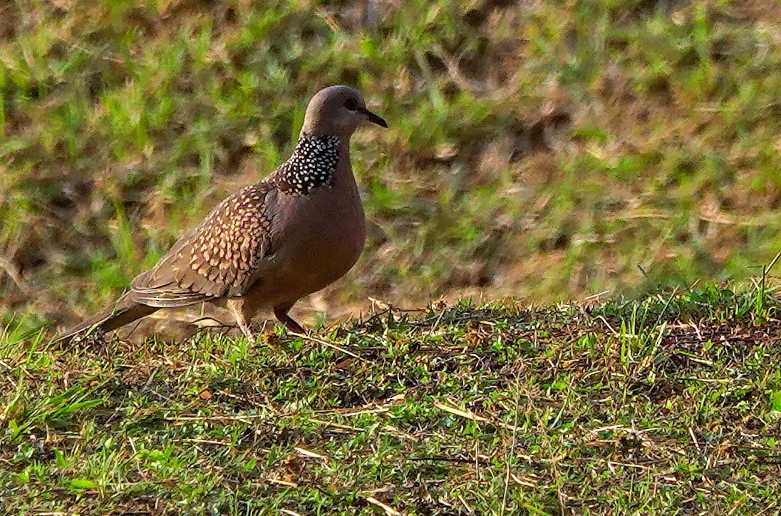 Küpeli Üveyik - ML647876646