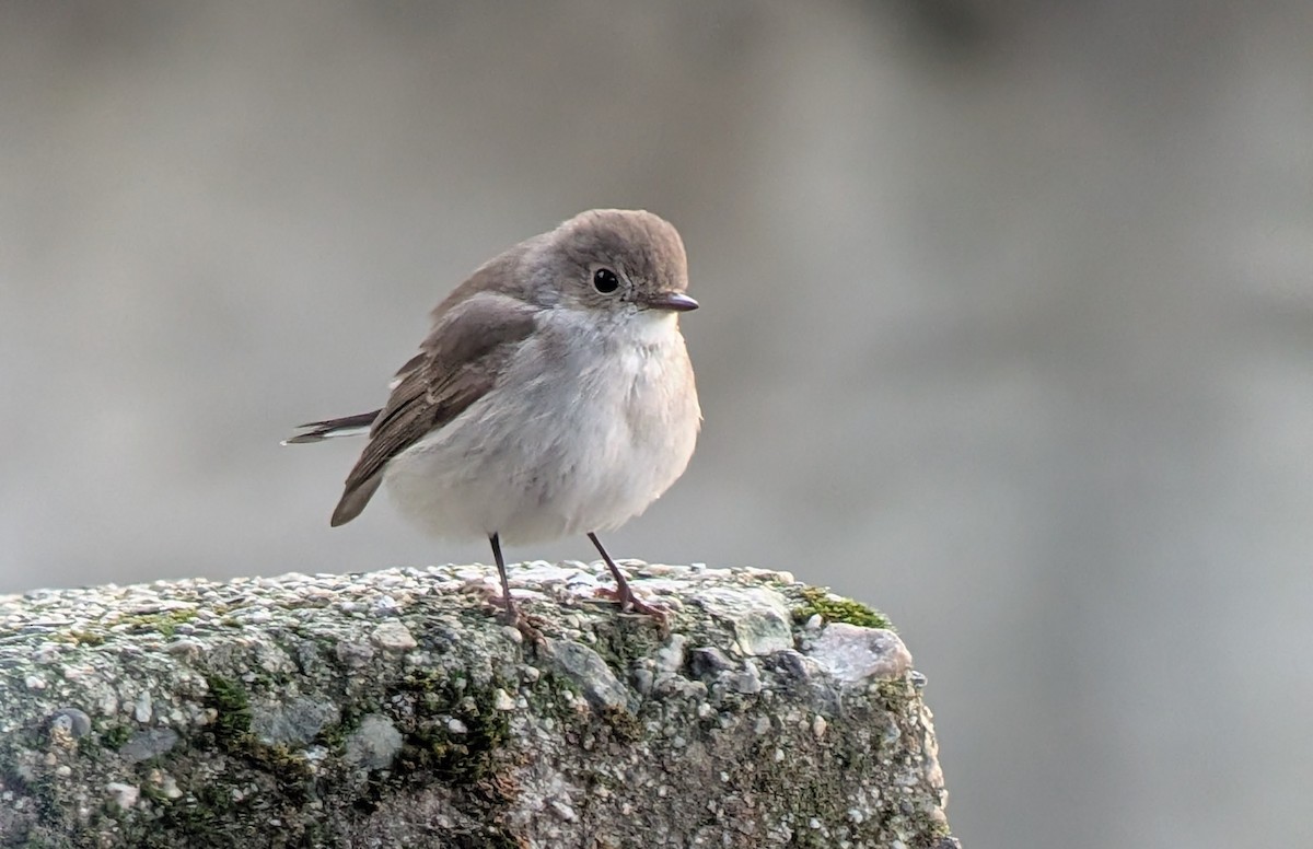 Tayga Sinekkapanı - ML647876647