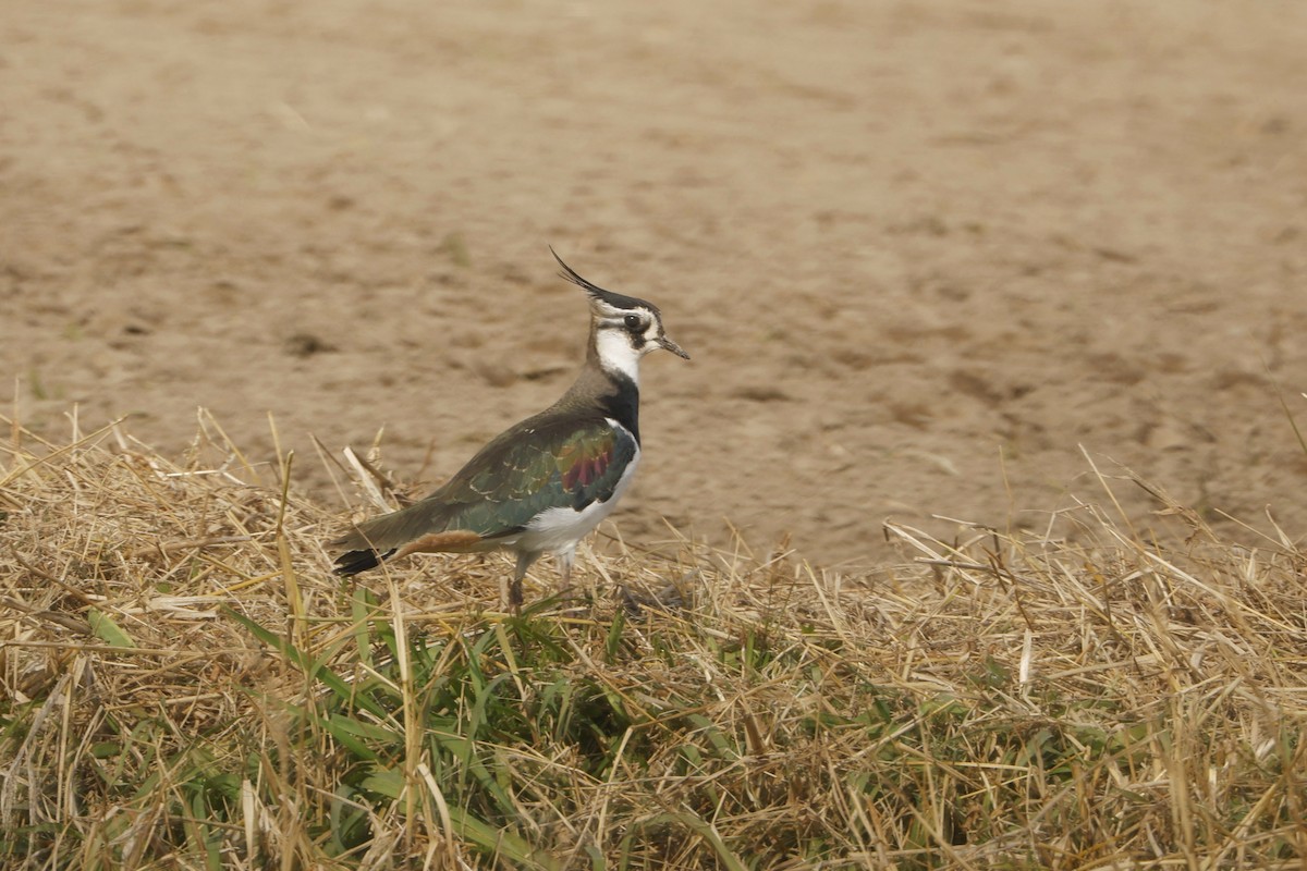 Northern Lapwing - ML647876649