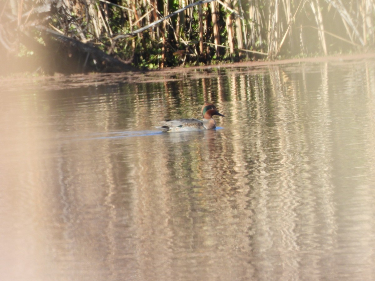 Çamurcun - ML647876650