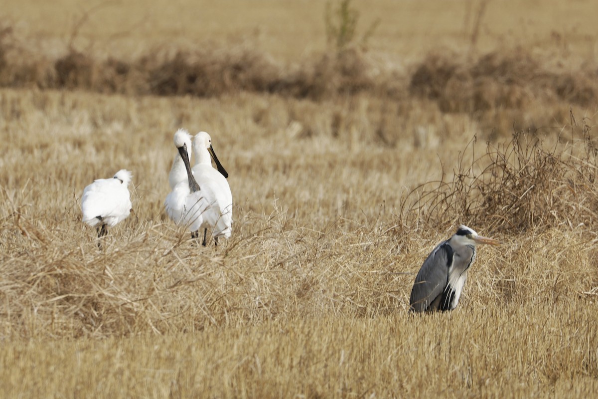 Black-faced Spoonbill - ML647876664