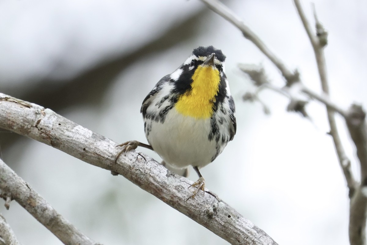 Paruline à gorge jaune - ML647876670
