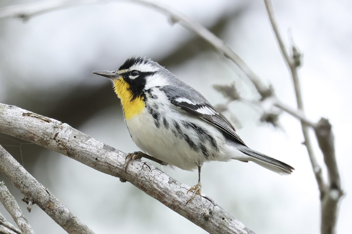 Paruline à gorge jaune - ML647876672