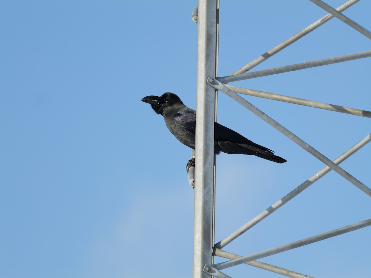 Large-billed Crow - ML647876682