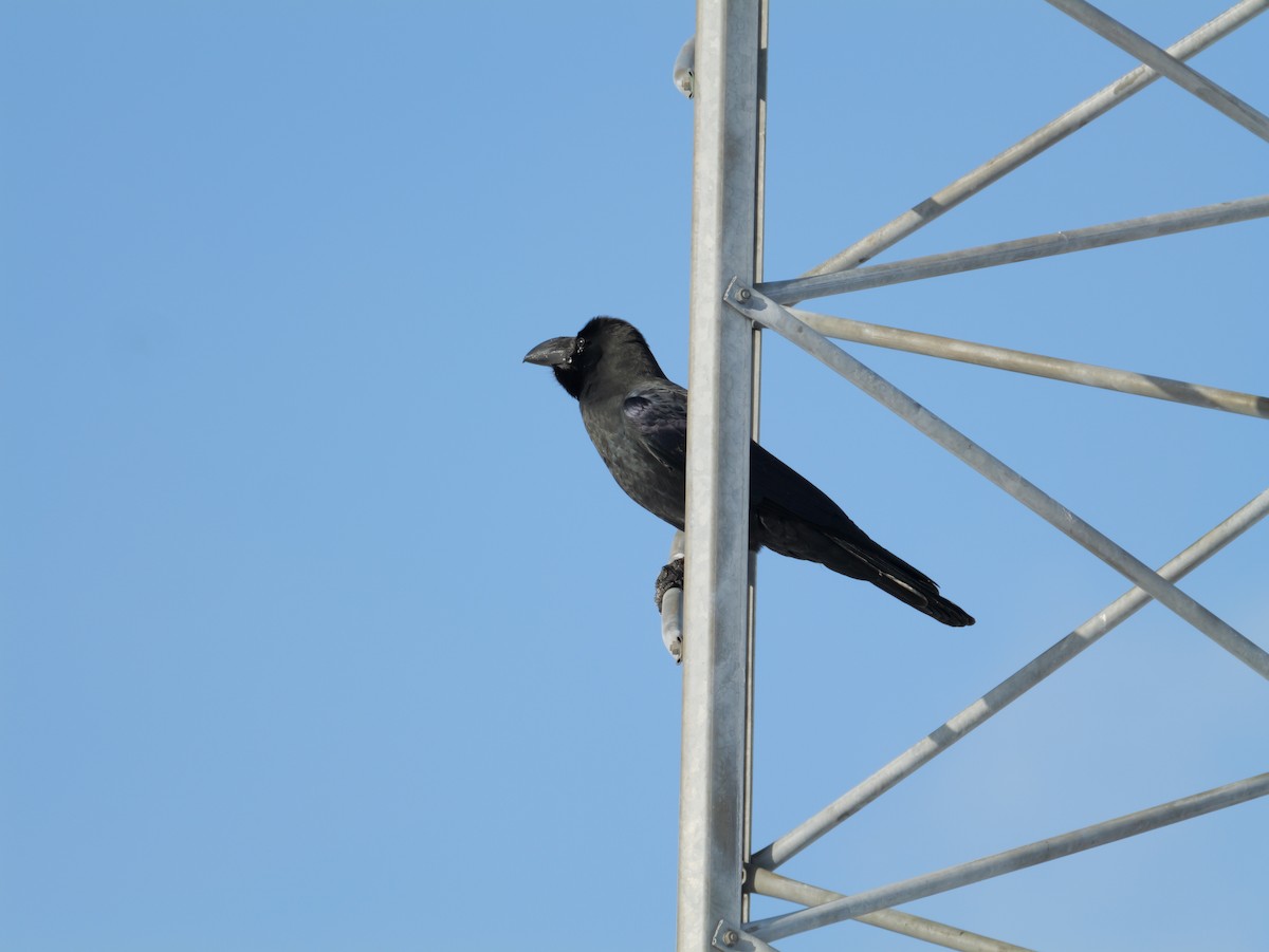 Large-billed Crow - ML647876683