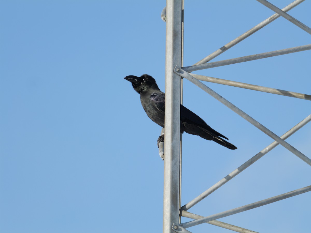 Large-billed Crow - ML647876684