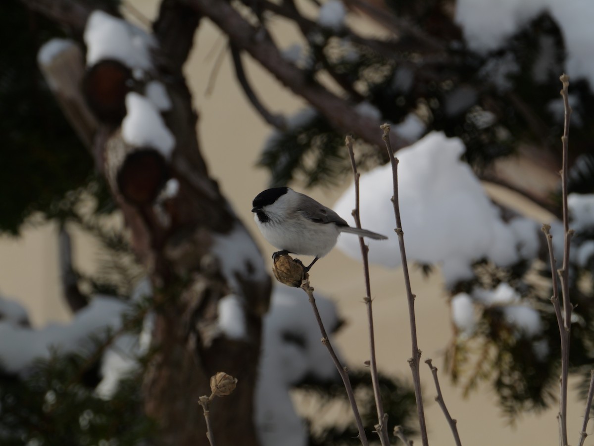Marsh Tit - ML647876688