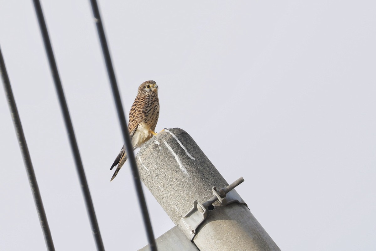 Eurasian Kestrel - ML647876700