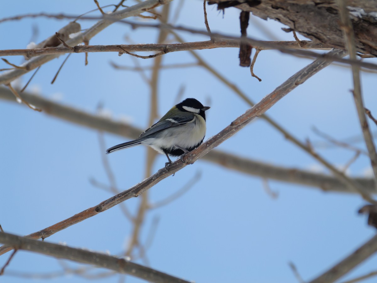 Asian Tit - ML647876701