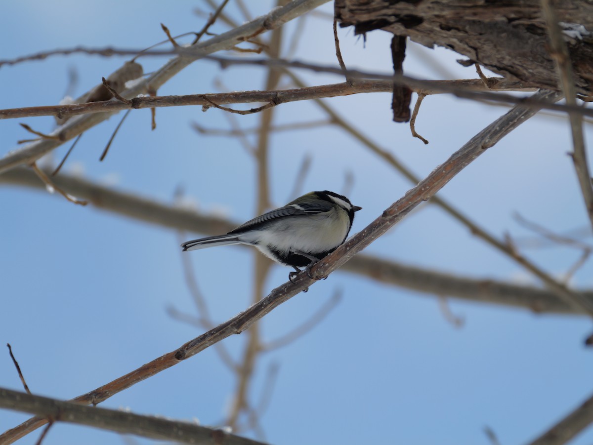 Asian Tit - ML647876702