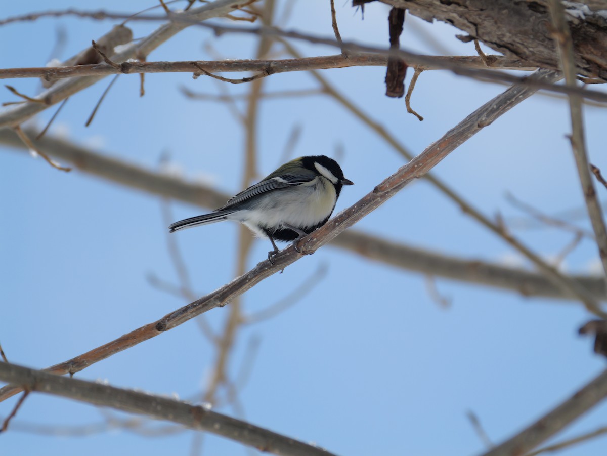 Asian Tit - ML647876703
