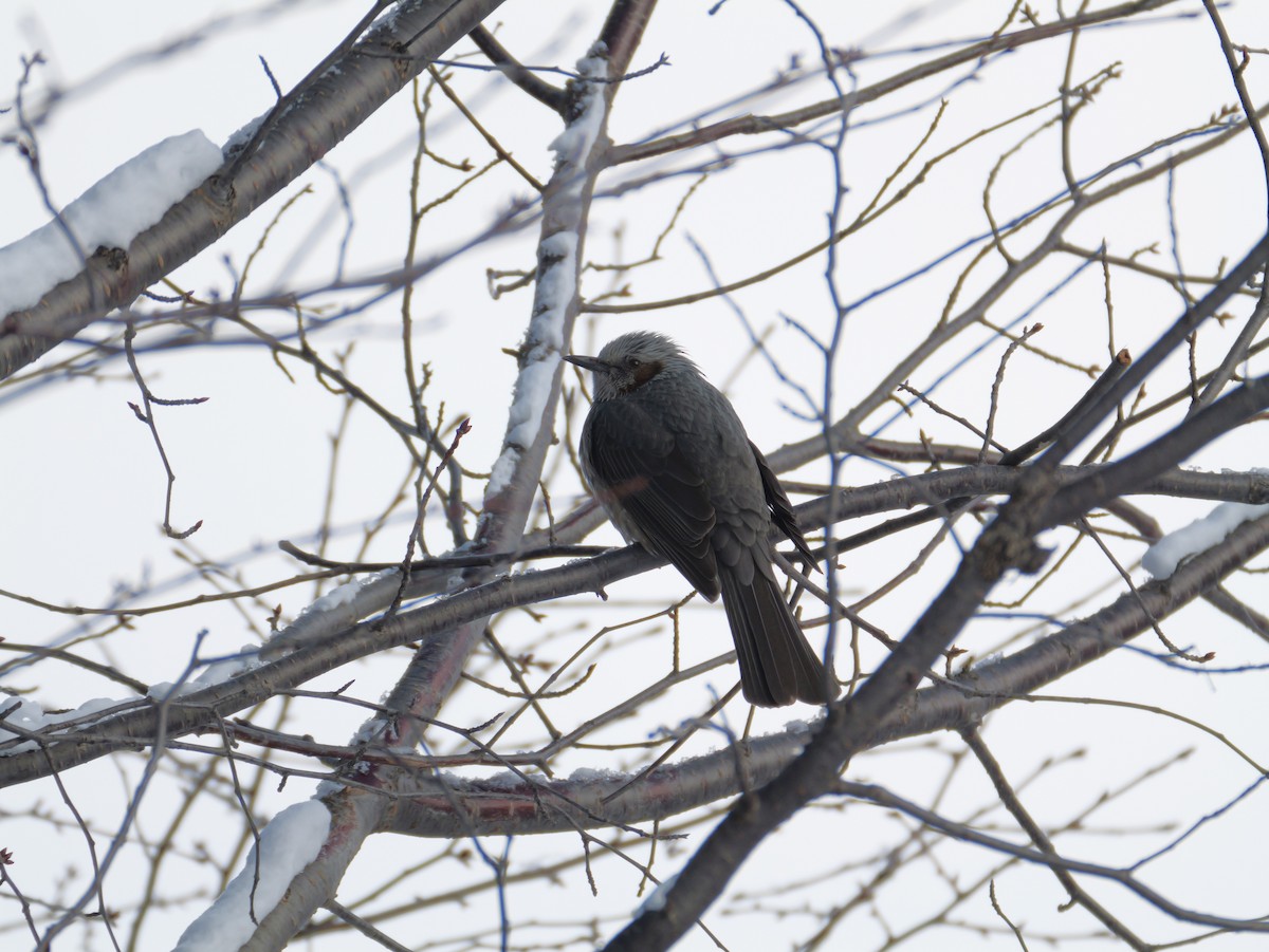 Brown-eared Bulbul - ML647876707