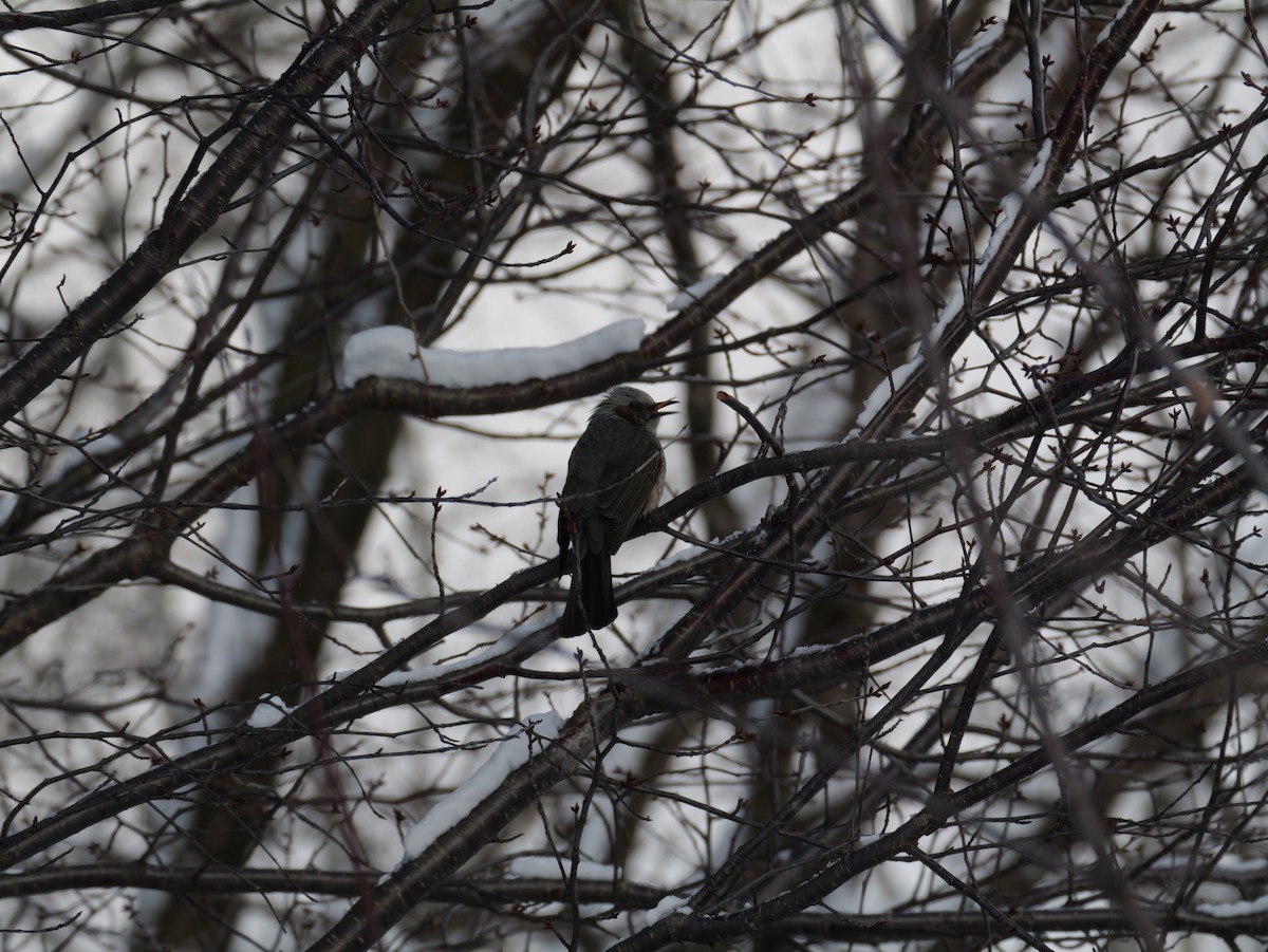 Brown-eared Bulbul - ML647876709